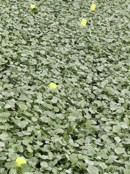 dichondra