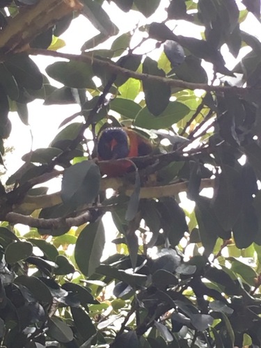 0.012522_toucan _ toucan_0.63882655.jpg