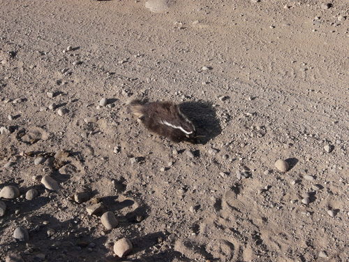 0.036432_shovel _ tarantula_0.26785344.jpg