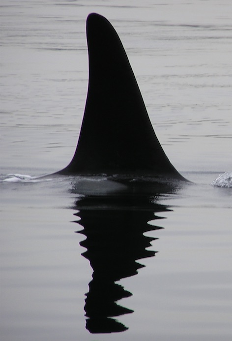 Close-up of SRKW fin reflected as waves