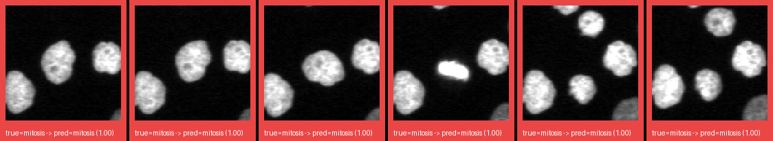 ok_mitosis_0.png