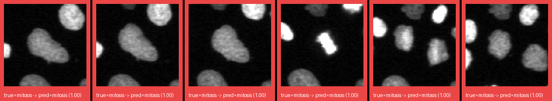 ok_mitosis_1.png