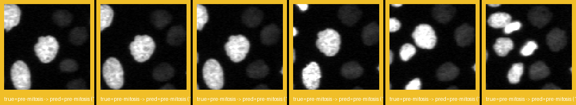 ok_premitosis_0.png
