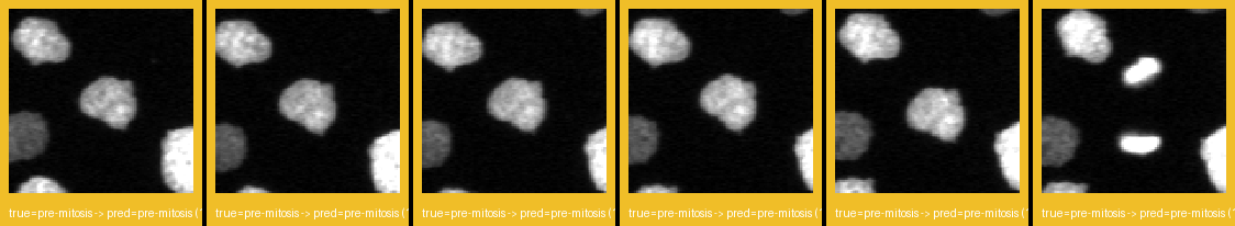 ok_premitosis_1.png