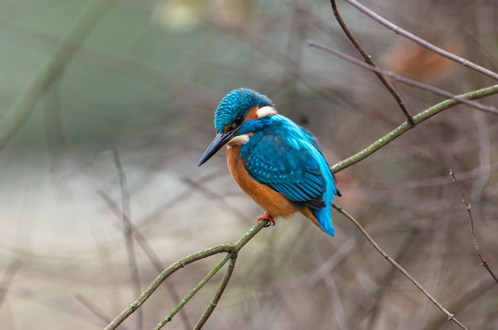 bird_kingfisher.jpg