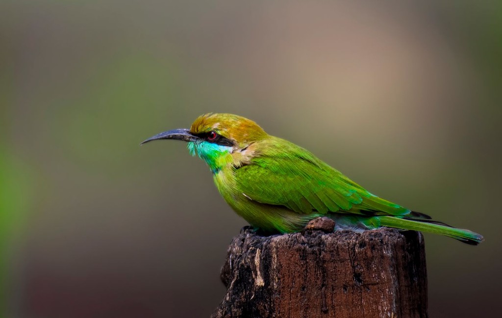 bird_bee_eater.jpg
