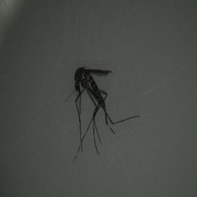 0_Aa_50_JPG.rf.b1223bebc679fa65414d2222d70fb73b.jpg