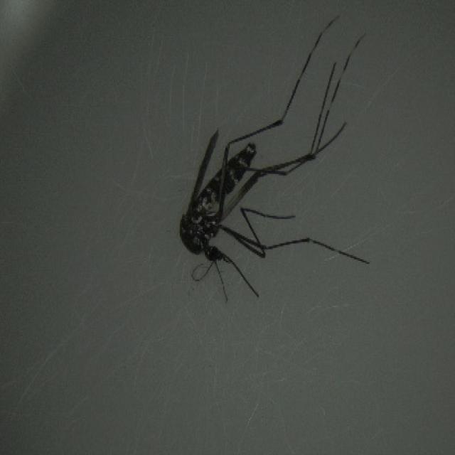 0_Aa_96_JPG.rf.44e667262566218641dcf9bf16c9a420.jpg