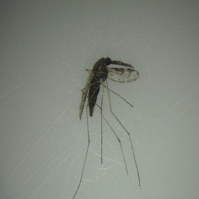 1_As_191_JPG.rf.6864f873c4efad60c346dd4a4e85846b.jpg
