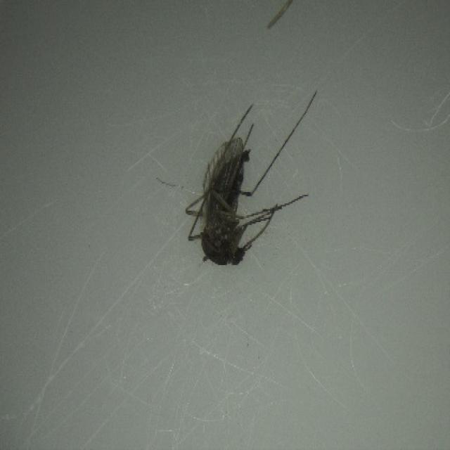 1_Av_128_JPG.rf.fbdcfe11c7c1d165012a75070bf00fcc.jpg