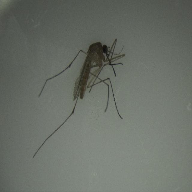 1_Cp_129_JPG.rf.aaeac5447736cd42ed79e7edc64dbd5c.jpg