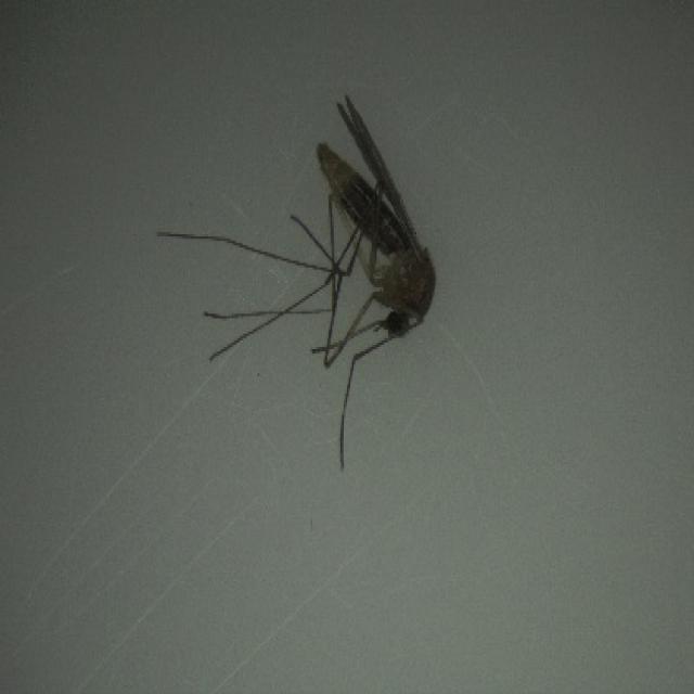 1_Cp_57_JPG.rf.735d8ffb7d8d63709086fd8cdff58252.jpg