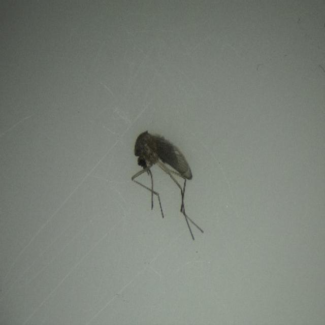 1_Ct_55_JPG.rf.ee10c0595c079a98d8608cbb4e70341e.jpg