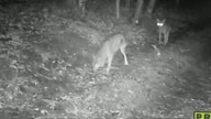 coyote_run.jpg